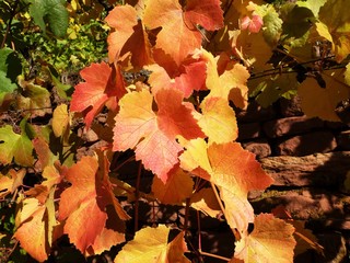 Weinblätter im Herbst