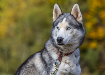 Portrait de husky