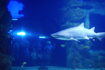 shark in the pool underwater photo