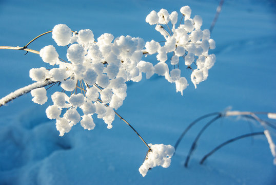 Plants covered with snow