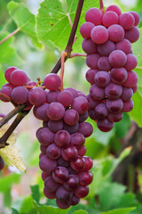 Red grapes