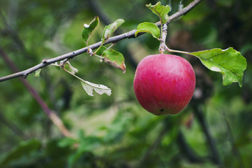 Ripe red apple