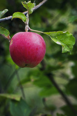 Ripe red apple