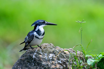 Pied Kingfisher