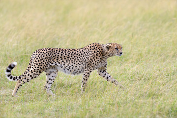 Cheetah