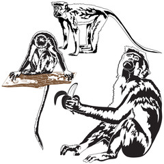 Set of monkeys