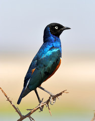 Colourful bird Superb