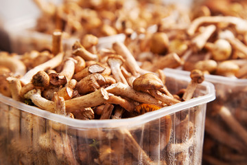mushrooms on a counter