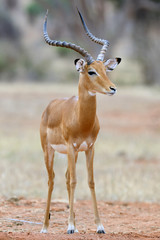 Fototapeta premium Impala