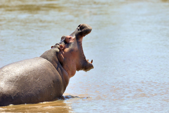 Hippo family