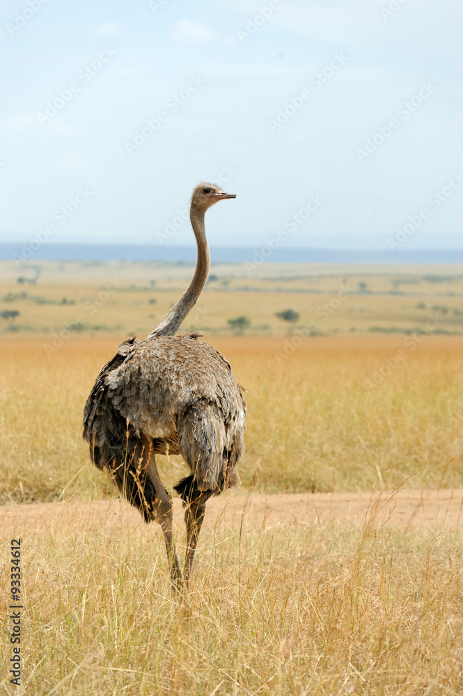 Wall mural African ostrich (Struthio camelus)