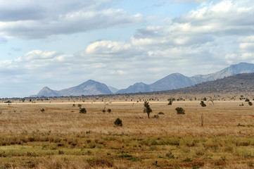 Fototapeta na wymiar Landscape in Tsavo National Park, Kenya