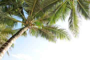 Palm