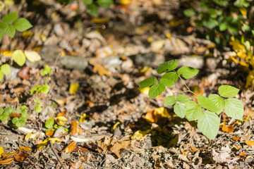 Wald im Herbstanfang