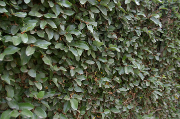 Leaves covering a wall texture