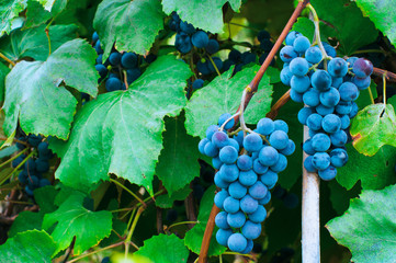 Fototapeta premium Grapes