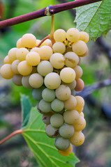 White wine grape