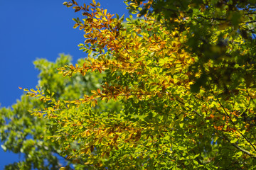 Fototapeta na wymiar Wald im Herbstanfang