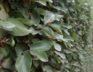 Leaves covering a wall texture