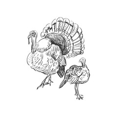 turkey doodle - 93335291