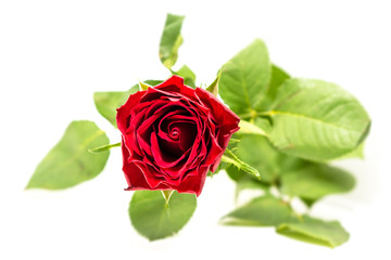 Naklejka premium Red rose on white