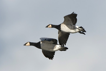 Barnacle goose (Branta leucopsis)