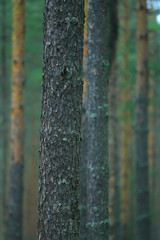 Fototapeta premium texture of tree bark