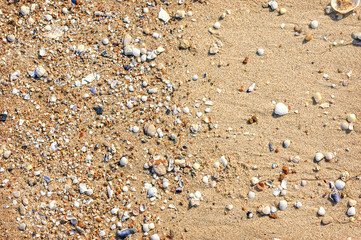 Wet sand with crushed sea shells in sunny day.