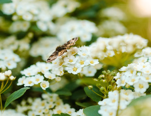 Brown butterfly sitting on a white flower, shallow depth of field.