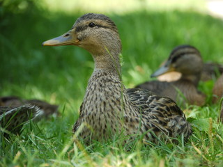 Duck ducks
