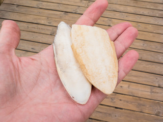 Cuttlefish bone, cuttlebone found on a beach. 