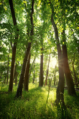 Frisches Grün im Sonnenlicht
