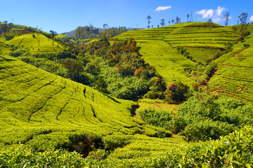 tea plantation landscape in Sri Lanka