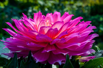 Blumen im Garten - Dahlie