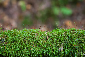 Magnificent green moss in the forest
