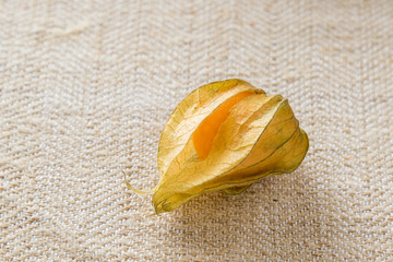 physalis