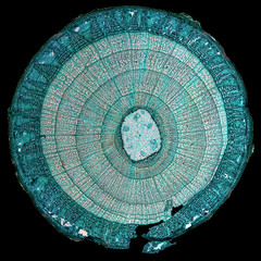 Tilia stem micrograph