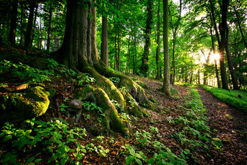 Wurzelwerk der Natur