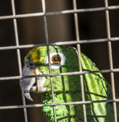 Macaw sitting perched