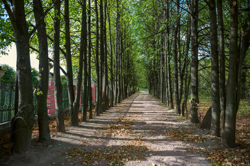 alley in the old park