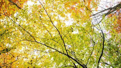 Herbst Baum