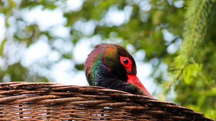 Schwarzstorch im Nest