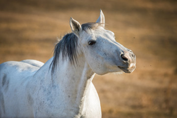 White horse portrait on natural background