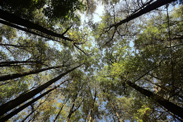 summer forest trees looking up