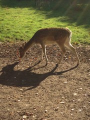 Damhirsch mit Schattenwurf 