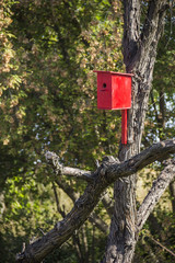 red nesting box