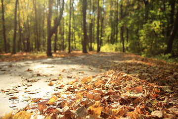 background autumn leaves in the park, nature