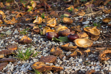 Kastanien auf dem Boden im Herbst