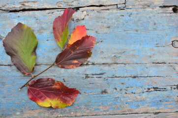 Herbstblätter auf Holz