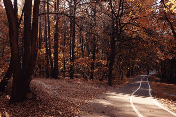 landscape autumn path in the park